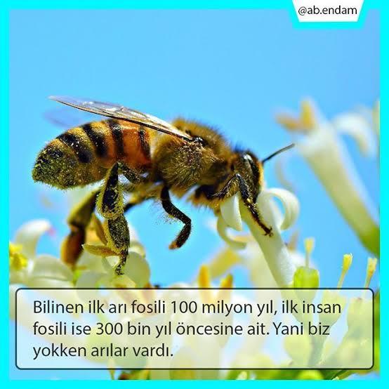 Arılar balkona yuva yapıyor, nasıl engellerim?