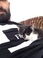 Kedi sahiplenmek istiyorum sizce nasıl sahiplenmeliyim?