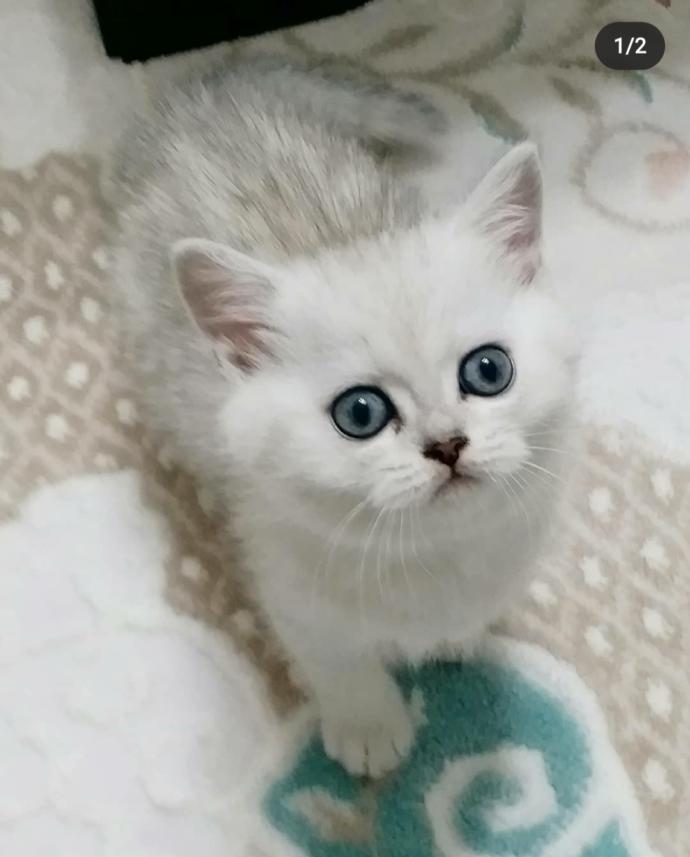 Kedi sahiplenmek istiyorum sizce nasıl sahiplenmeliyim?