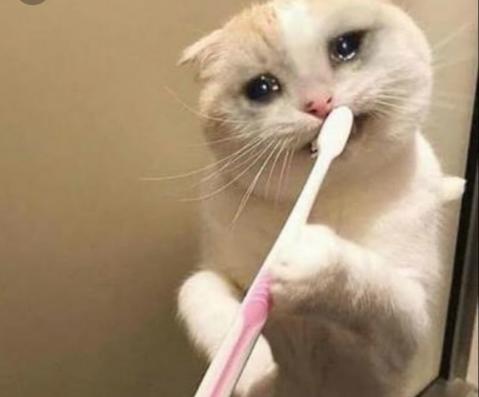 Bu kedi sizce hangi şarkıyı dinlemiştir?