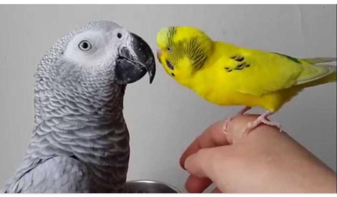 Papağan mi? Muhabbet kuşu mu?