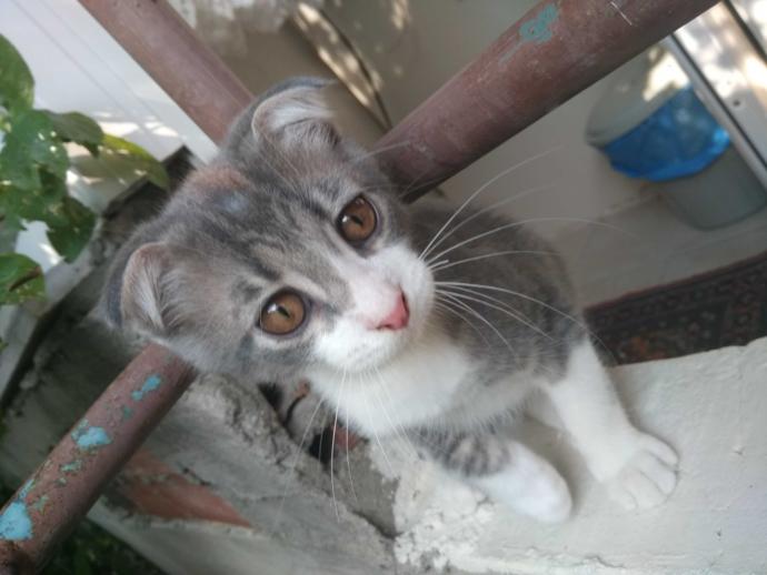 Bir kedi büyüyünce neden çirkinleşir?
