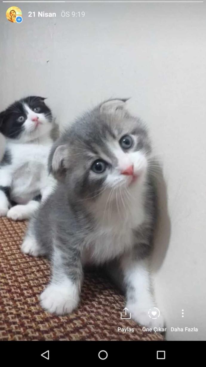Bir kedi büyüyünce neden çirkinleşir?