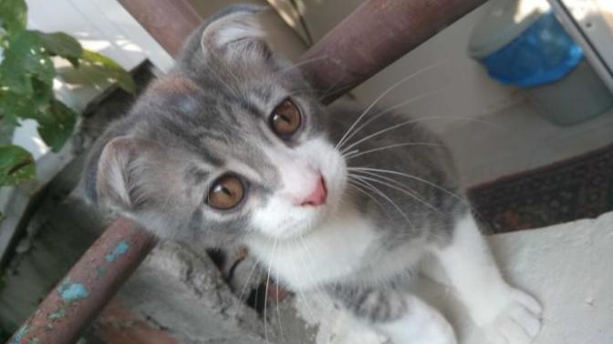 Bir kedi büyüyünce neden çirkinleşir?