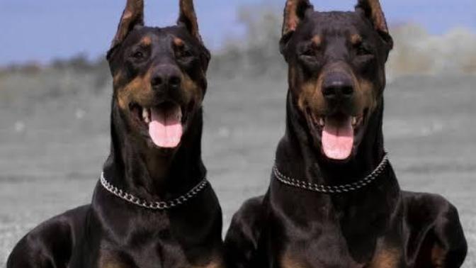 Doberman cinsi köpek nasıl sahiplenebilirim?