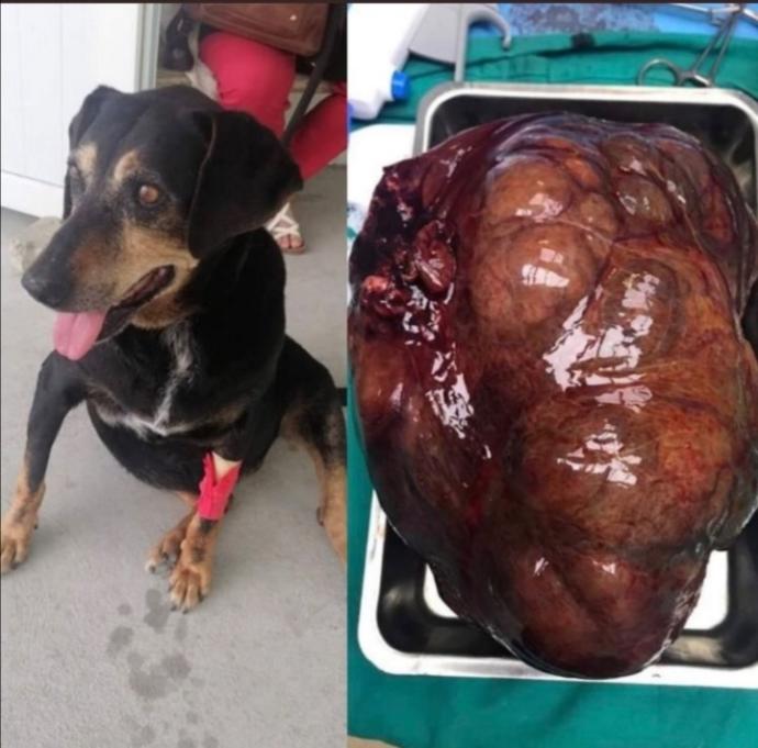 Köpeğe tecavüz etti?