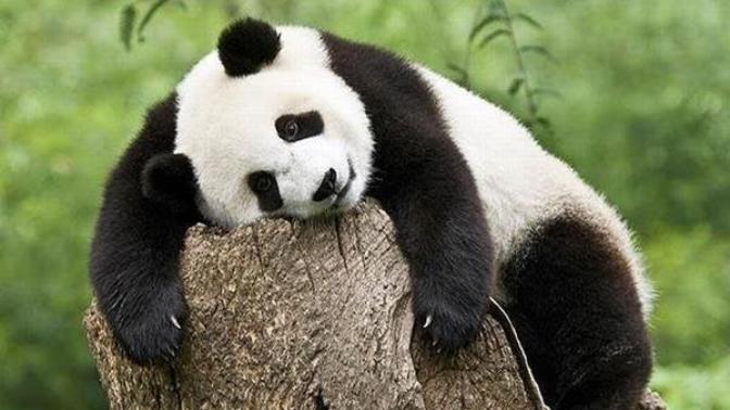 Gamsız, umursamaz olmak sizce iyi bir özellik mi; yoksa kötü mü?