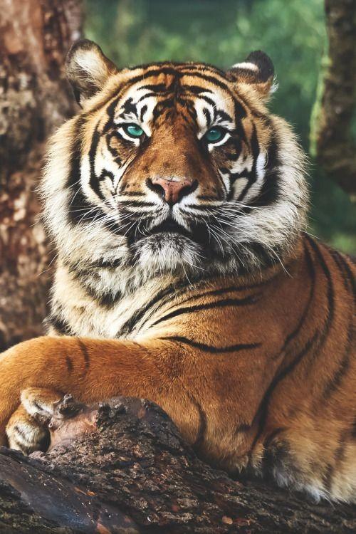 Herhangi bir hayvan olarak reenkarne olsaydınız, bu ne olurdu?