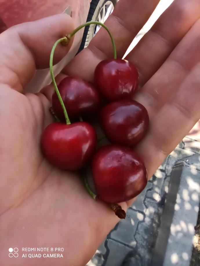 Böyle bir karışık meyve tabağı düşünün. Eliniz ilk neye gider?