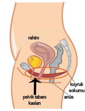Pelvik organlar ne demek?