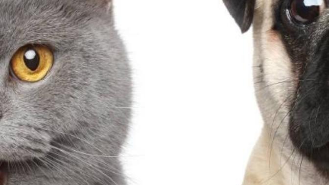 Kedi insanı mısın köpek insanı mı?