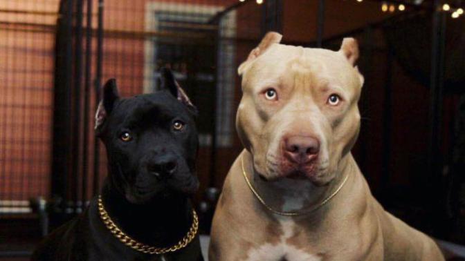 Pittbull alsam beni yer mi sizce?