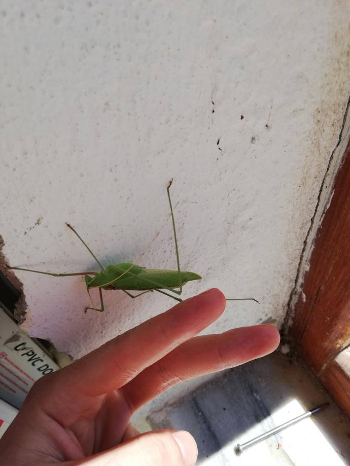 Bu çekirge dişi mi yoksa erkek mi ?