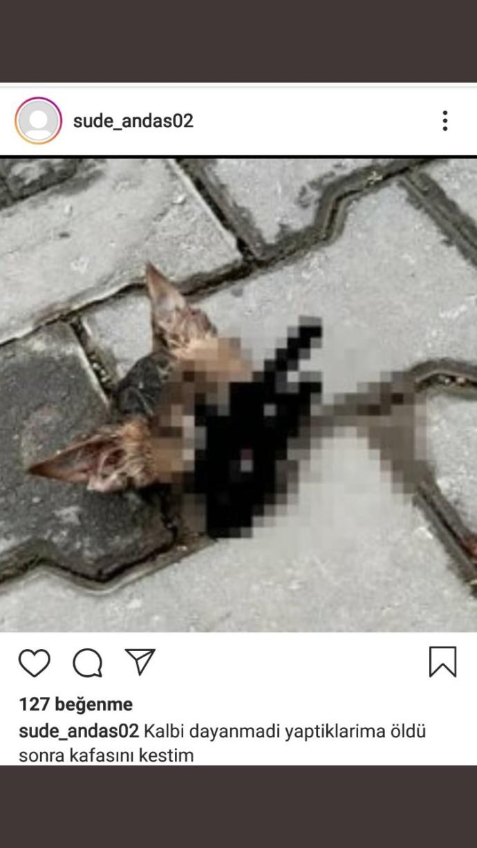 Sude Andas adlı şahıs instagramda kedilere işkence ettiği videoları paylaşıyor. Ne düşünüyorsunuz?