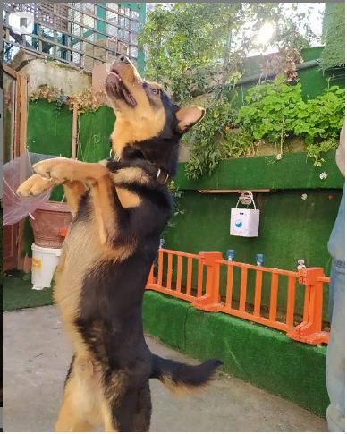 Kadınlar köpek eğiten erkeklerden hoşlanır mı?