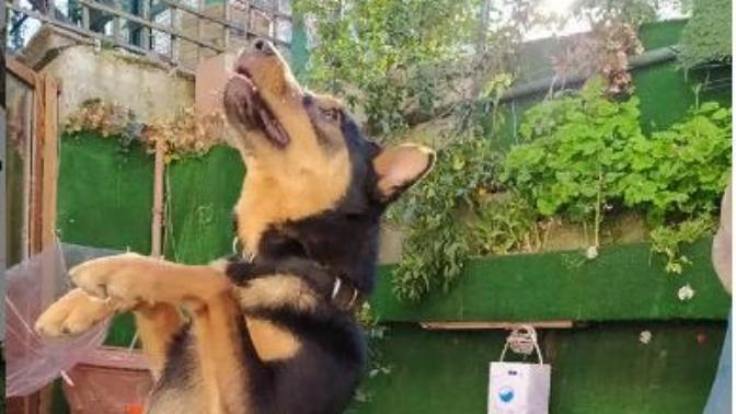Kadınlar köpek eğiten erkeklerden hoşlanır mı?