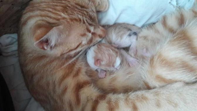 Kediler ilk doğumda kaç kedi yavruluyor?