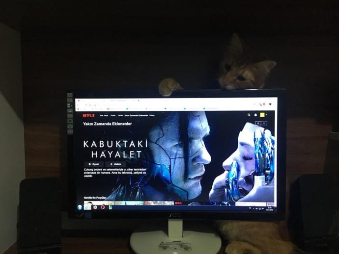 Yarışma miyavı: Akıllı kediler hediyeyi kapar! Senin kedin en son hangi muzipliği yaptı?