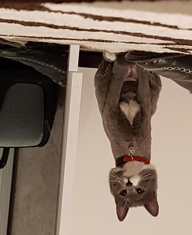 Yarışma miyavı: Akıllı kediler hediyeyi kapar! Senin kedin en son hangi muzipliği yaptı?