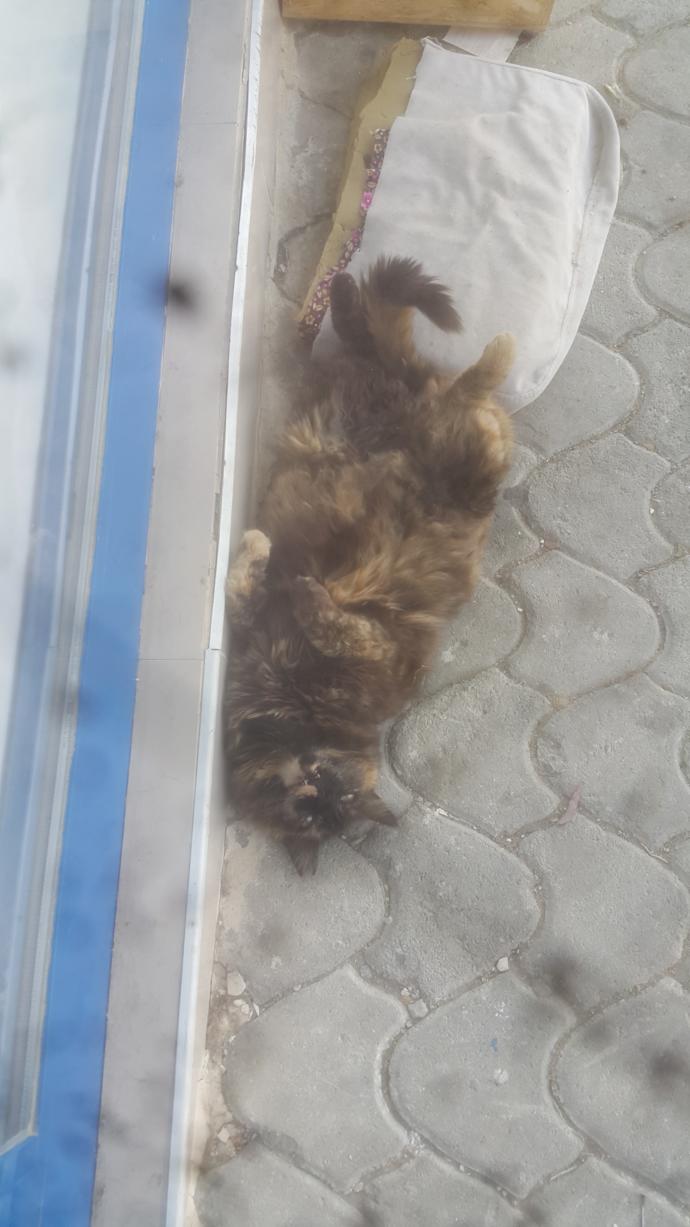 Rafis kız olmazsa olmaz 🤣