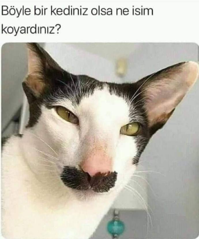 Yarışma miyavı: Akıllı kediler hediyeyi kapar! Senin kedin en son hangi muzipliği yaptı?
