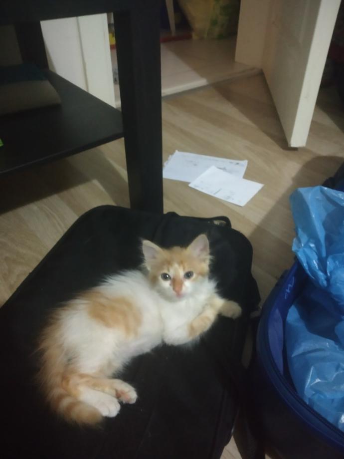 Yarışma miyavı: Akıllı kediler hediyeyi kapar! Senin kedin en son hangi muzipliği yaptı?
