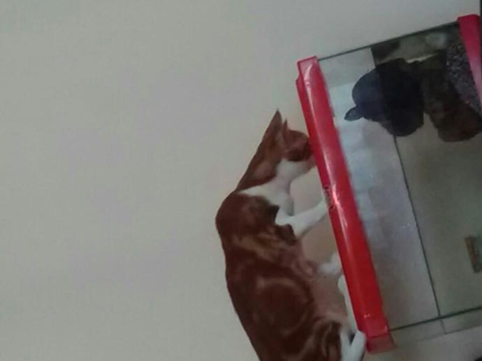 Yarışma miyavı: Akıllı kediler hediyeyi kapar! Senin kedin en son hangi muzipliği yaptı?