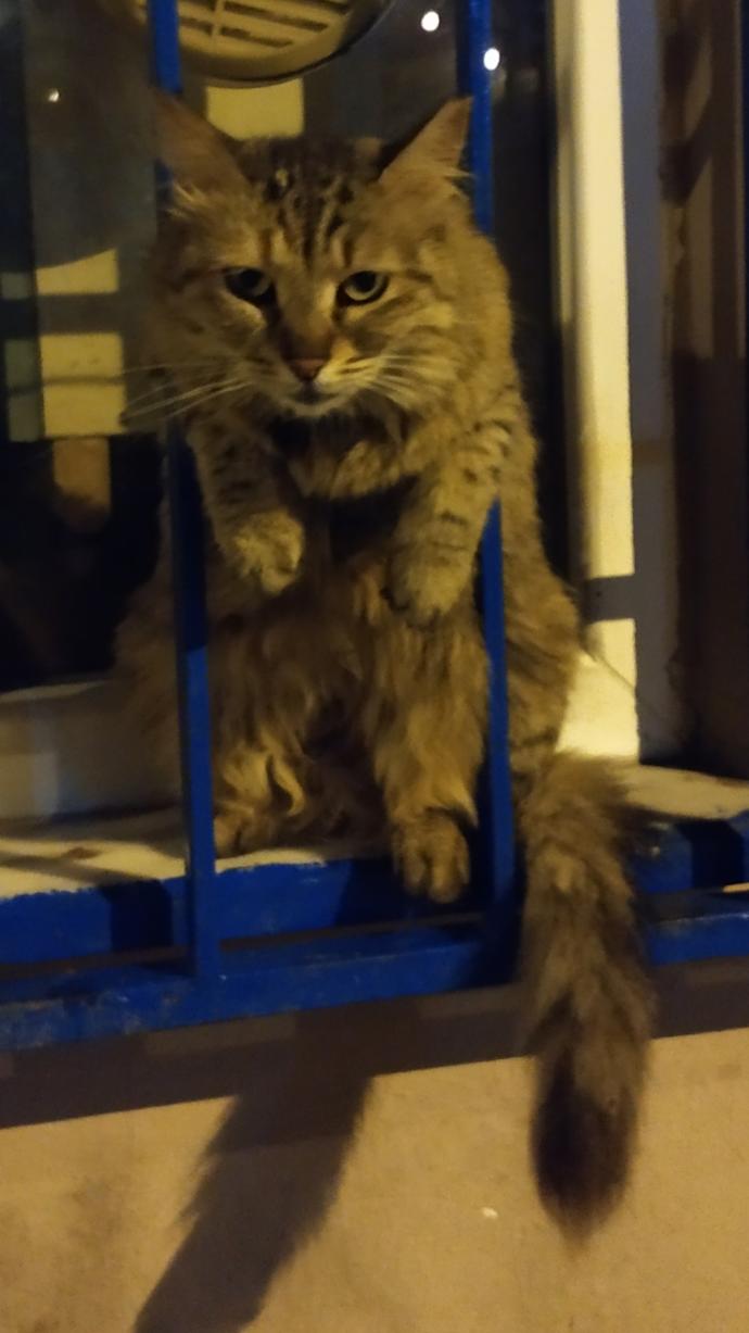 Yarışma miyavı: Akıllı kediler hediyeyi kapar! Senin kedin en son hangi muzipliği yaptı?