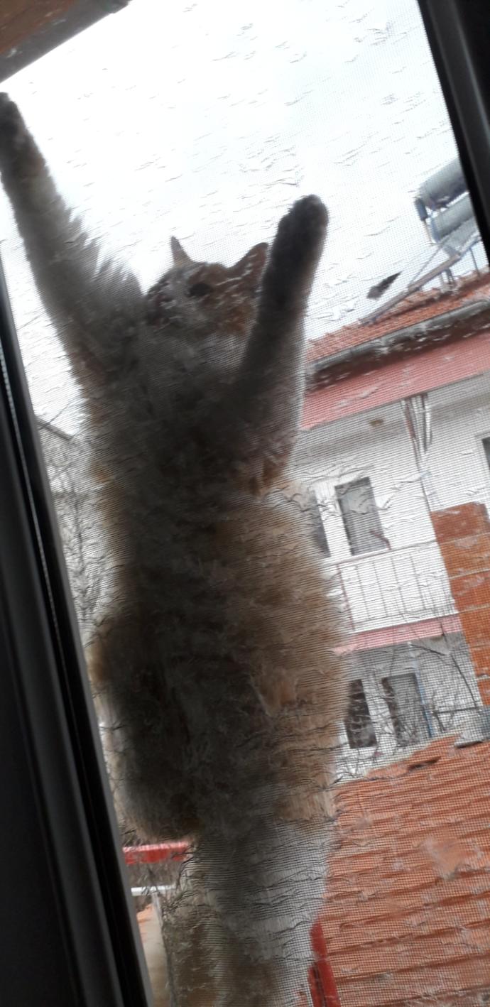 Yarışma miyavı: Akıllı kediler hediyeyi kapar! Senin kedin en son hangi muzipliği yaptı?