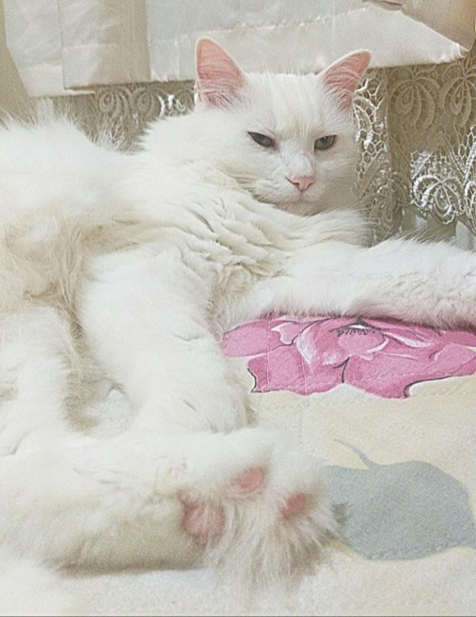 Yarışma miyavı: Akıllı kediler hediyeyi kapar! Senin kedin en son hangi muzipliği yaptı?