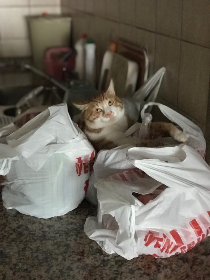 Yarışma miyavı: Akıllı kediler hediyeyi kapar! Senin kedin en son hangi muzipliği yaptı?