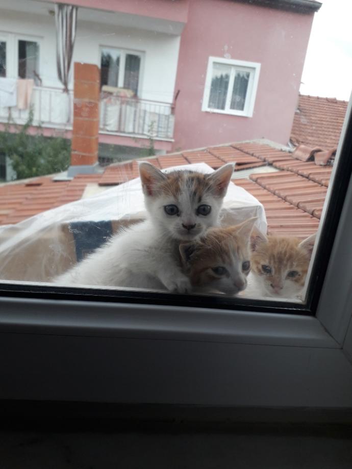 Yarışma miyavı: Akıllı kediler hediyeyi kapar! Senin kedin en son hangi muzipliği yaptı?