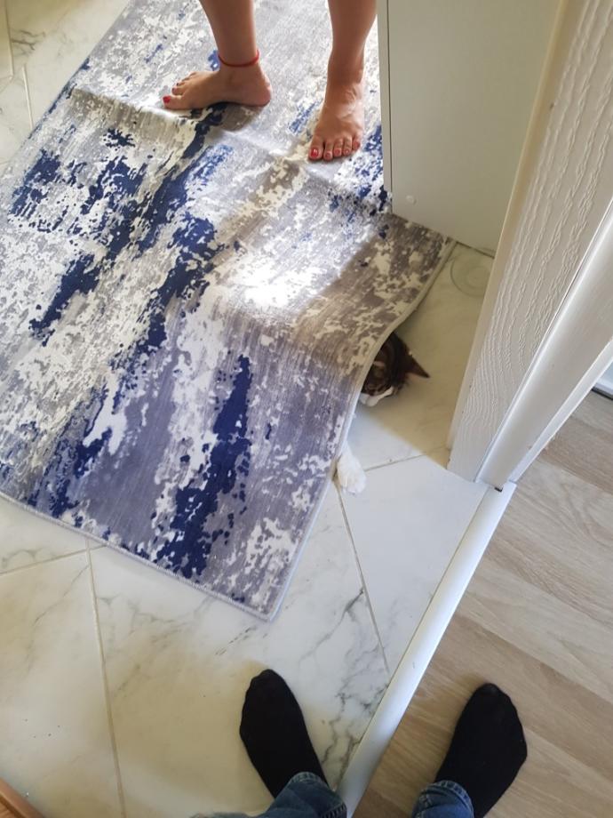 Yarışma miyavı: Akıllı kediler hediyeyi kapar! Senin kedin en son hangi muzipliği yaptı?