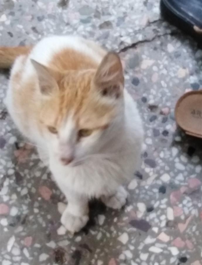 Yarışma miyavı: Akıllı kediler hediyeyi kapar! Senin kedin en son hangi muzipliği yaptı?