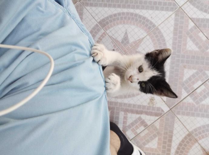 Yarışma miyavı: Akıllı kediler hediyeyi kapar! Senin kedin en son hangi muzipliği yaptı?
