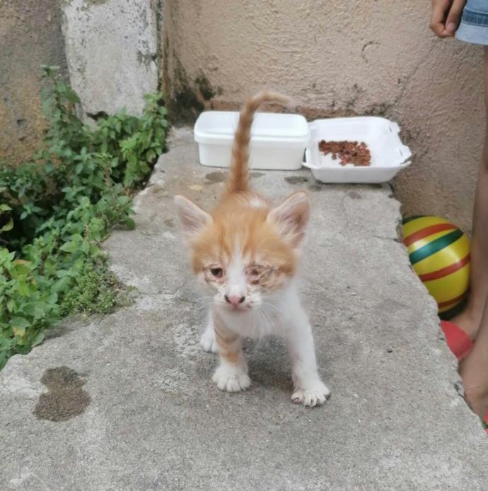Yarışma miyavı: Akıllı kediler hediyeyi kapar! Senin kedin en son hangi muzipliği yaptı?