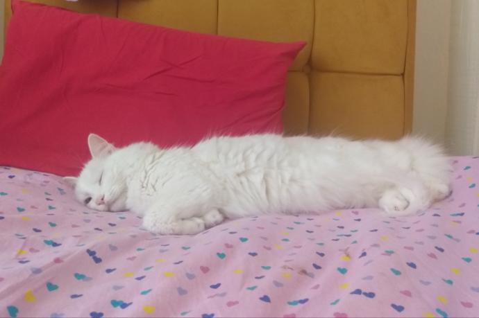 Yarışma miyavı: Akıllı kediler hediyeyi kapar! Senin kedin en son hangi muzipliği yaptı?