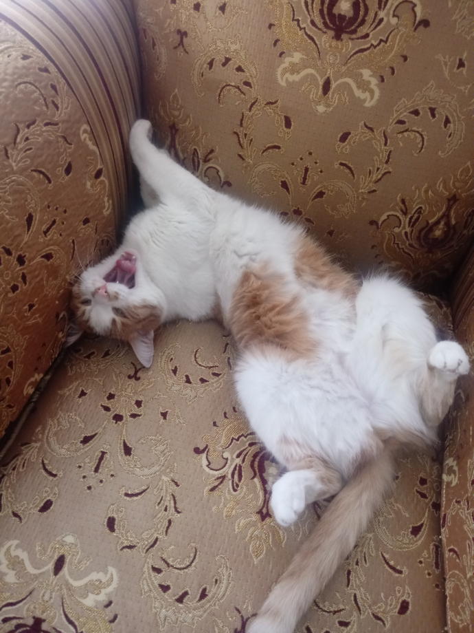 Yarışma miyavı: Akıllı kediler hediyeyi kapar! Senin kedin en son hangi muzipliği yaptı?