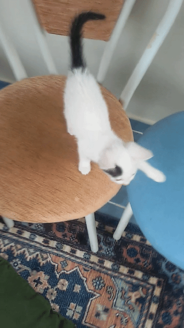Yarışma miyavı: Akıllı kediler hediyeyi kapar! Senin kedin en son hangi muzipliği yaptı?
