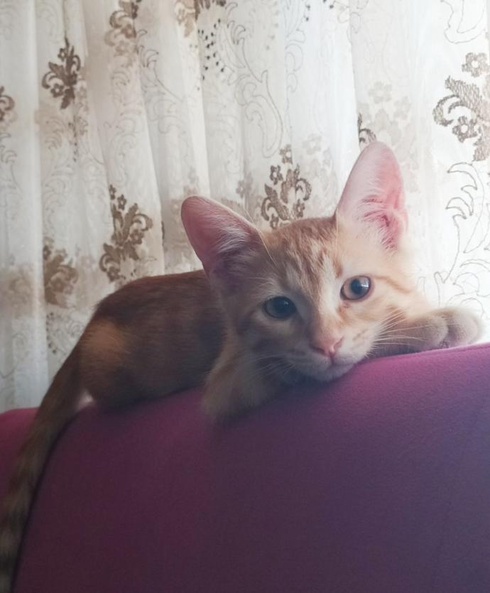 Yarışma miyavı: Akıllı kediler hediyeyi kapar! Senin kedin en son hangi muzipliği yaptı?