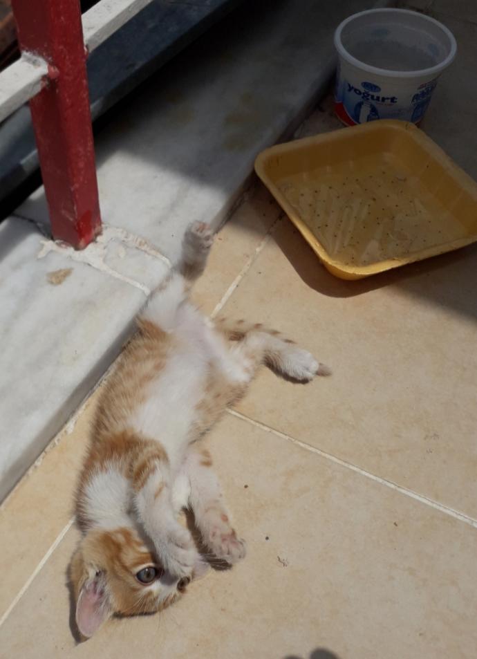 Yarışma miyavı: Akıllı kediler hediyeyi kapar! Senin kedin en son hangi muzipliği yaptı?