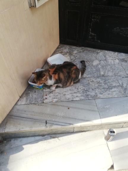 Yarışma miyavı: Akıllı kediler hediyeyi kapar! Senin kedin en son hangi muzipliği yaptı?