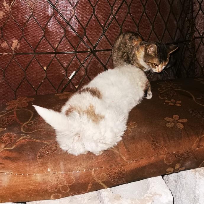 Yarışma miyavı: Akıllı kediler hediyeyi kapar! Senin kedin en son hangi muzipliği yaptı?