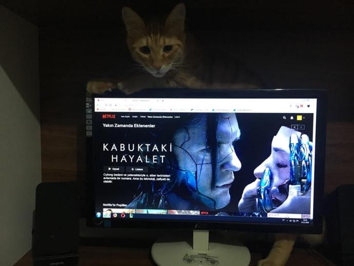 Yarışma miyavı: Akıllı kediler hediyeyi kapar! Senin kedin en son hangi muzipliği yaptı?