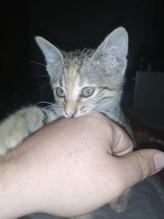 Yarışma miyavı: Akıllı kediler hediyeyi kapar! Senin kedin en son hangi muzipliği yaptı?