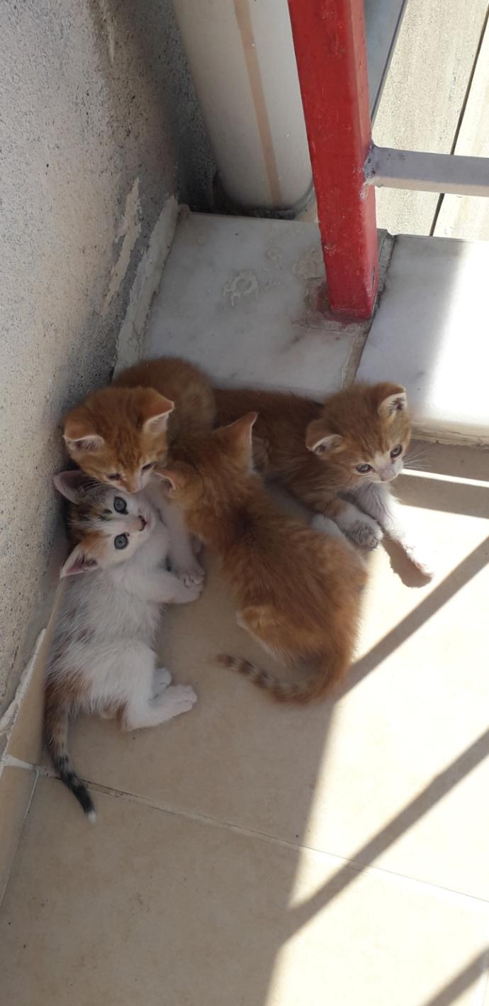 Yarışma miyavı: Akıllı kediler hediyeyi kapar! Senin kedin en son hangi muzipliği yaptı?