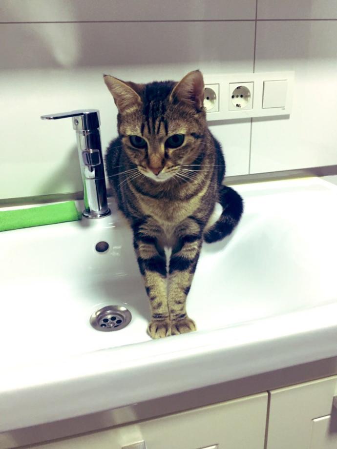 Damdaki kemancı değil, lavabodaki kedi