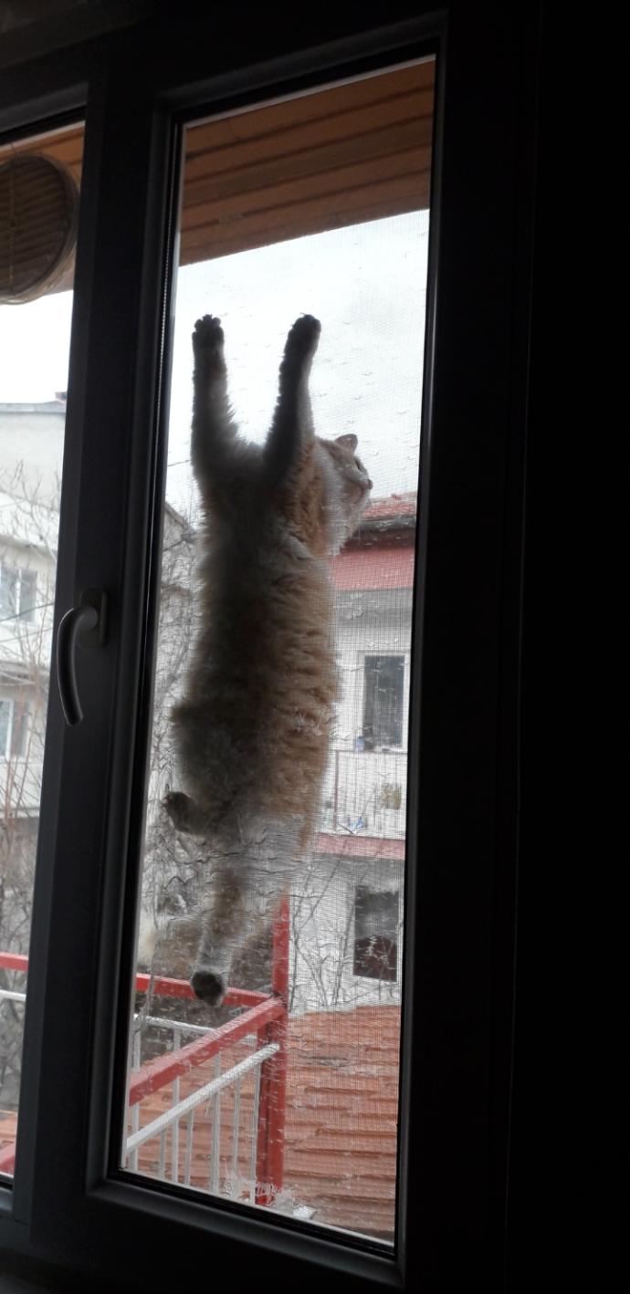 Yarışma miyavı: Akıllı kediler hediyeyi kapar! Senin kedin en son hangi muzipliği yaptı?