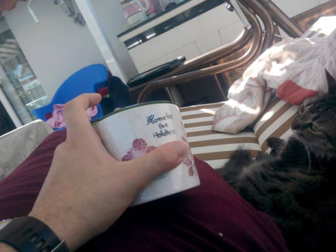 Yarışma miyavı: Akıllı kediler hediyeyi kapar! Senin kedin en son hangi muzipliği yaptı?