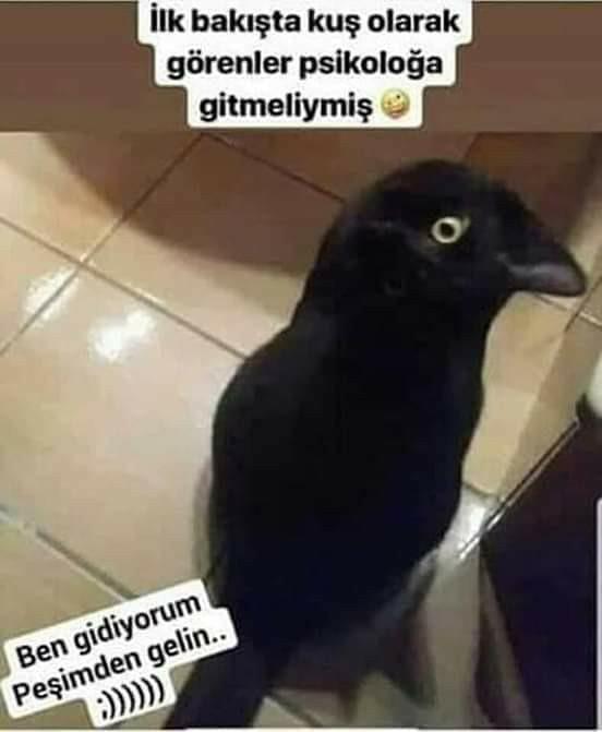 İlk bakışta kuş görenler psikokoğa gitmeliymiş, sizce de mantıklı mı?